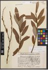 Foto von Salix caprea L. x Salix purpurea L.